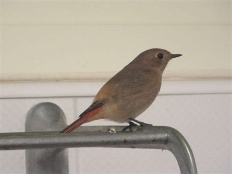 鳥飛進家裡死掉|鳥飛進屋預示著什麼,小鳥飛進屋有什麼兆頭